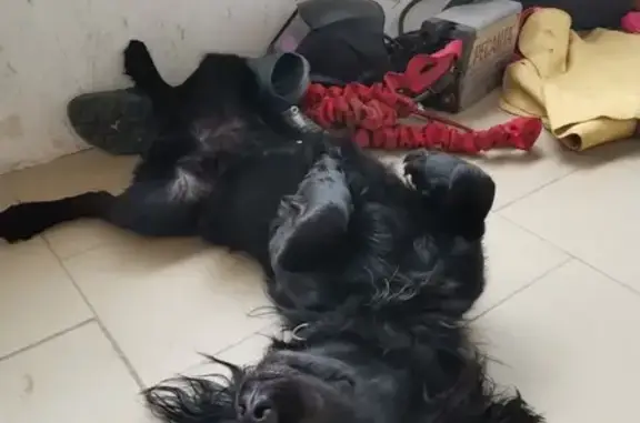 Пропала собака в Тамбове: Чёрный спаниель с ошейником