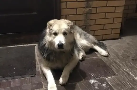 Найдена собака в СНТ Полянка, Солнечногорский район