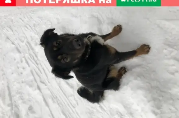 Найдена собака в Балашихе, ул. Озеро, 11Б