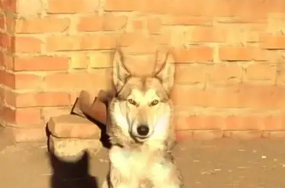 Пропала собака в Волгоградской области, вознаграждение гарантировано