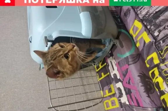 Найдена ласковая кошка в Екатеринбурге