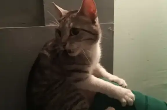 Найдена ласковая короткошерстная кошка в Липецке