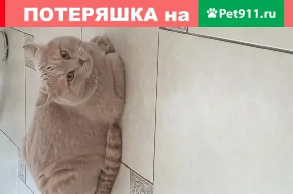 Пропала кошка Кот в Омске!