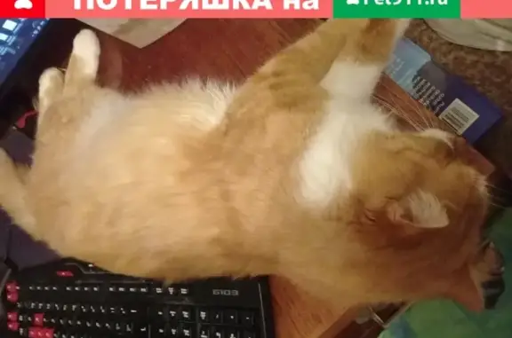 Пропала кошка на ул. Планеристов, 33 (Крым)