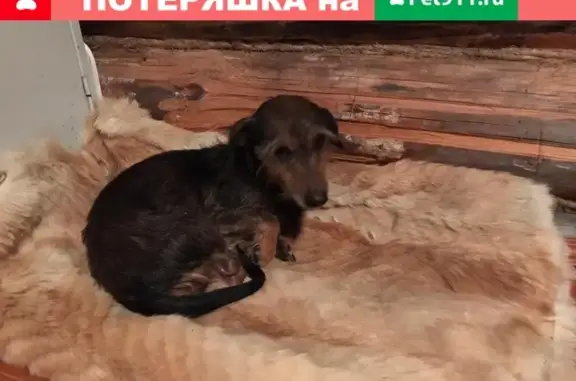 Собака Такса найдена в Кашине.