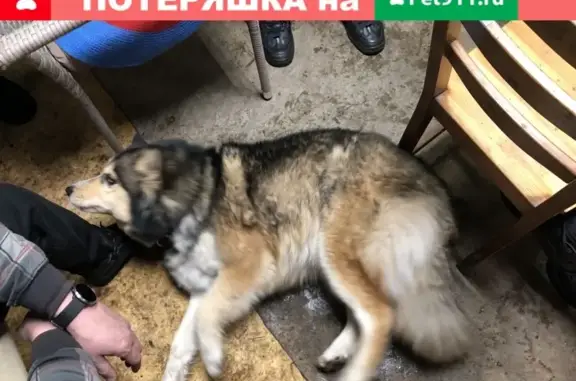 Найдена общительная собака в Балашихе
