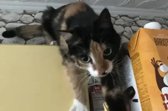 Кошки потеряшки, Санкт-Петербург, фото: Потеряшка кошка Буся на Учительской улице, СПб