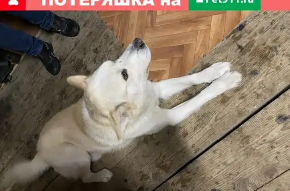 Найдена ласковая собака с ошейником в Владимире