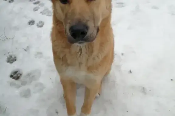 Найдена домашняя собака в Апрелевке, Московская область