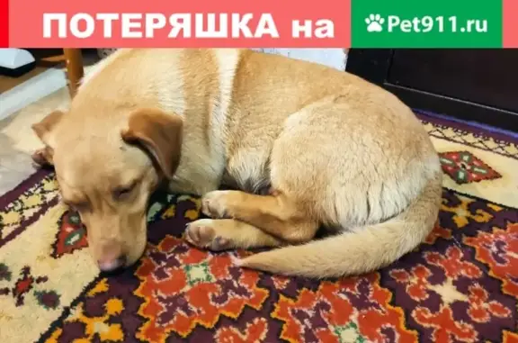 Потерянный пёс в деревне Сергеевка, Подольск
