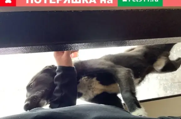 Наглая собака Кабель найдена в Домодедово
