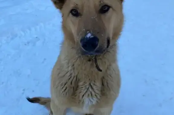 Найдена рыжая собака в Ленинском садике, Казань