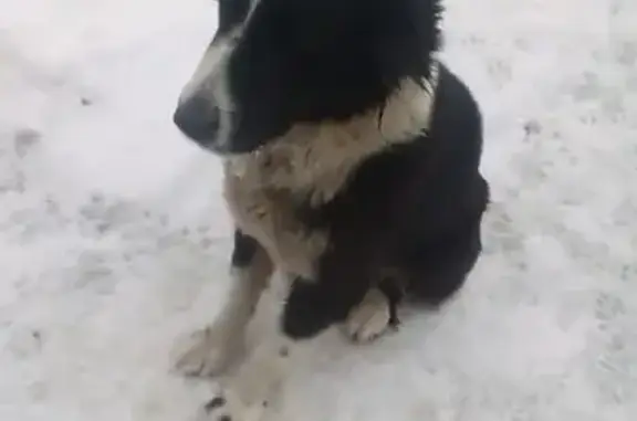 Собака в Домодедово: алабай с купированными ушами и хвостом.