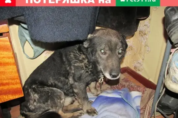 Собака найдена в Центральном парке Омска 01.01.