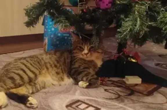 Кошки потеряшки, Ярославль, фото: Потеряшка кошка Гаврюша в Ярославле