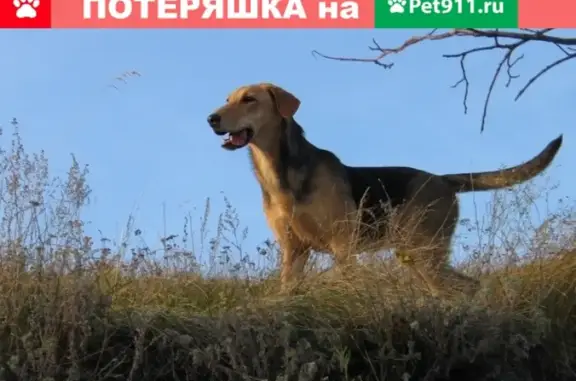 Пропала охотничья собака в Семилуках
