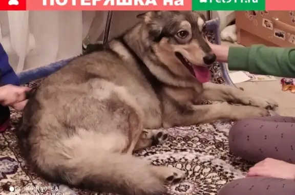 Собака найдена у метро Золотая нива в Новосибирске
