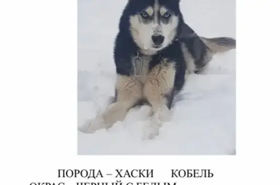 Пропала собака хаски в Сергиевом Посаде.