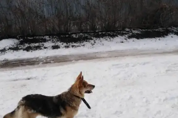 Пропала собака Кроша в Пензе, нужна помощь!