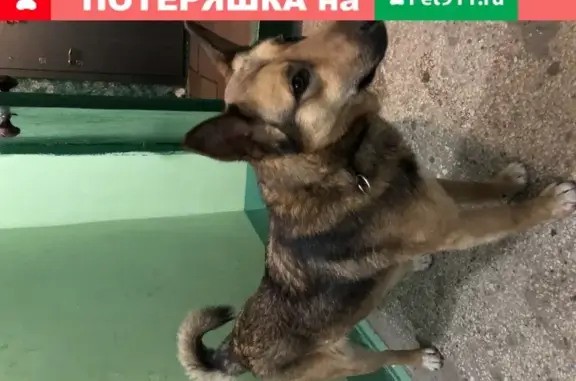 Найден рыжий пес на ул. Соликамская, Екатеринбург.