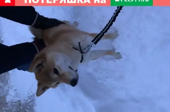 Пропала собака Айка в Казани