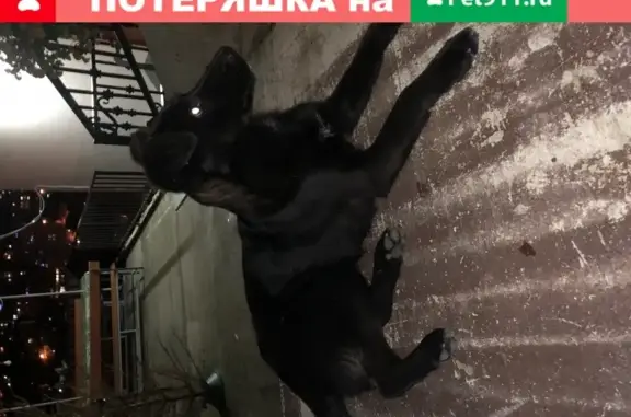 Найдена собака в Сочи, микрорайон Центральный