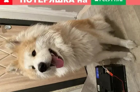 Найдена собака на ул. Лазурная/Волочаевская