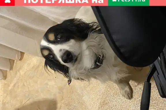 Пропала собака Боня, ул. Ворошилова 5, Хабаровск.