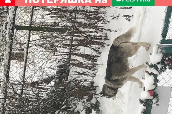 Собака Маламут найдена в Москве