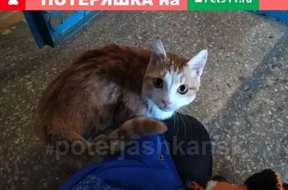 Найдена кошка в Советском районе, ул. Демакова