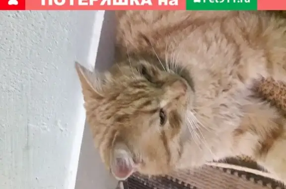Найдена кошка на Воткинском шоссе, возраст 1.5-2 года