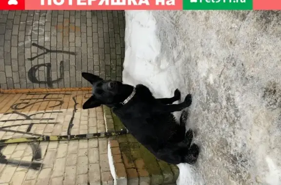 Собака найдена на ул. Пискунова, 24