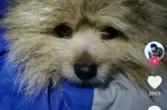 Найдена собака в поселке Жостово, Московская область