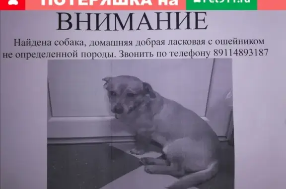 Найдена собака в Калининграде.