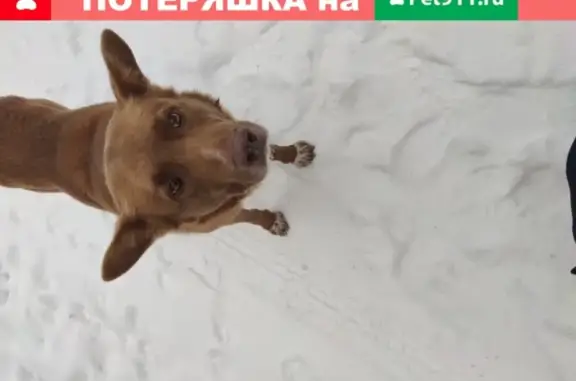 Собака без ошейника найдена в Наро-Фоминске