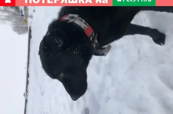 Собака найдена в посёлке «Прибой», Нижний Новгород