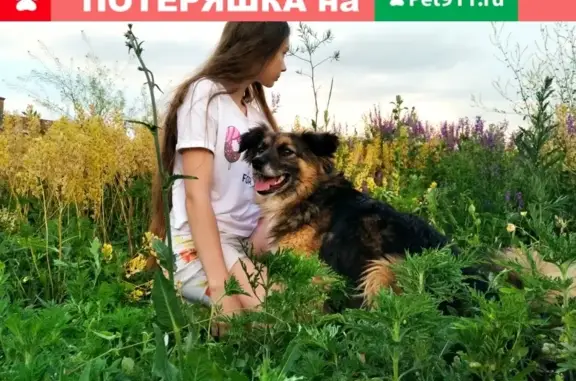 Пропала собака Джек в Пятигорске