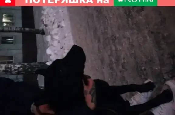Найдена чёрная молодая собака на ул. Мусина и Чуйкова, Казань.