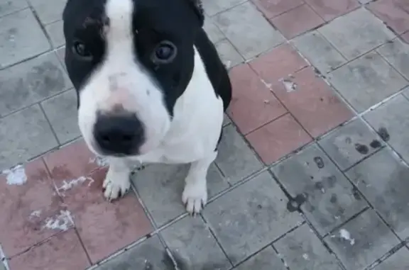 Найдена собака в Оренбурге, нужен хозяин!