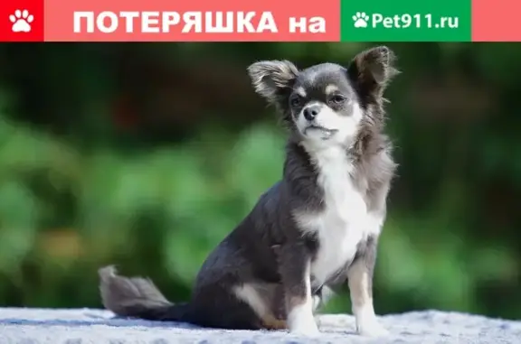 Пропала собака в СНТ Тебеньки, Солнечногорск