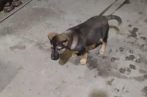 Собака найдена в районе Портовой, Ростов-на-Дону