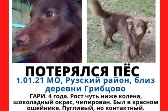 Пропала собака Гари в деревне Грибцово, Московская область