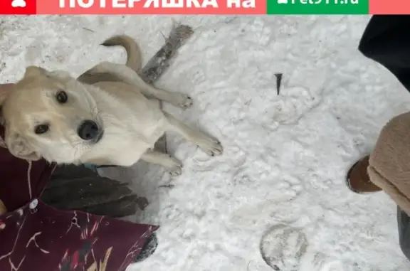 Потерянные животные Энгельс, фото: Пропала собака с ошейником в Энгельсе, Саратовская область