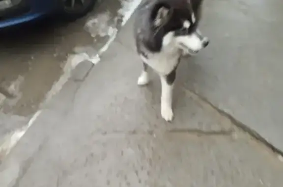Найдена собака на Пельше и Таращанцев, Волгоград