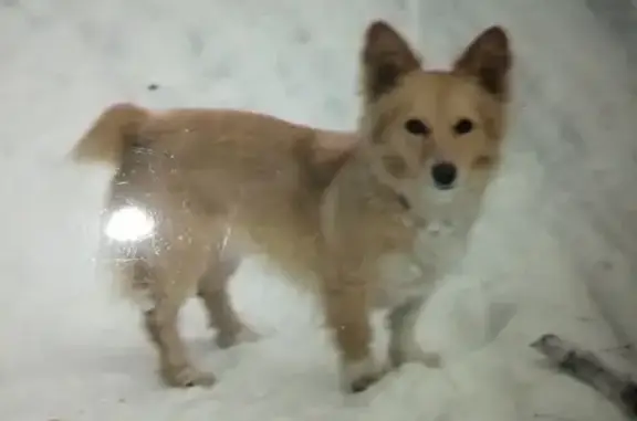 Собаки потеряшки, Ульяновск, фото: Потеряшка собака в Ульяновске на Верхней Терассе, без хвостика, синяя изолента на ошейнике.