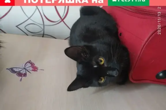Пропала кошка Боня на ул. Васильева 45, Ставрополь