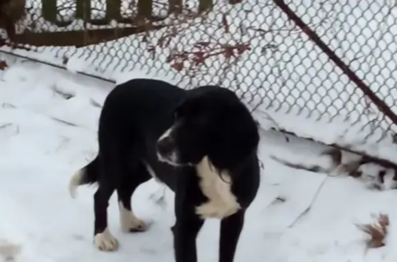 Собака найдена в Дроздово, Ленинский район МО, похожа на спаниеля