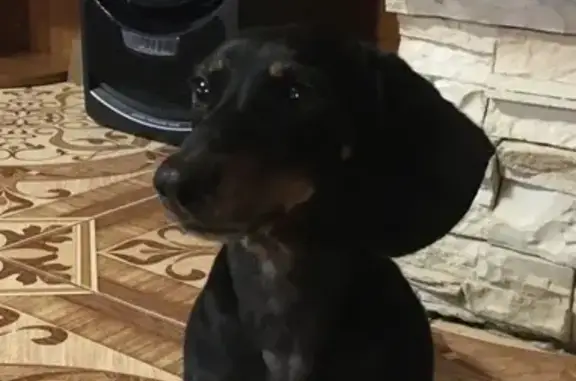 Собаки потеряшки, Тверь, фото: Потеряшка Такса в Твери.