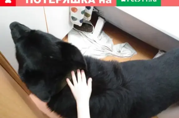 Найден чёрный пёс в Челябинске, нужна помощь!