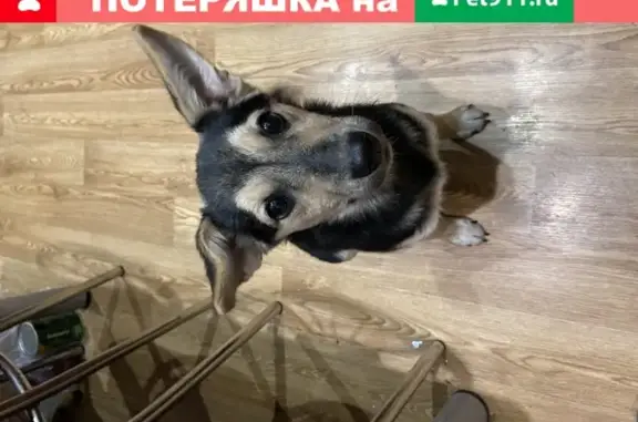 Собака найдена на Боевой даче в Курске